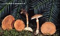 Cystodermella granulosa-amf744